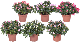 Vazoninis augalas azalija, Ø 14, 30 cm, lot. AZALEA MIX