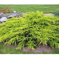 Kadagys tarpinis "Old Gold"