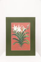 Botaninis printas „Orchidėja Vanda"