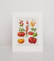 Printas "Pomidorai"