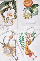 Vintažinis atvirukas iš „Botanicals“ kolekcijos