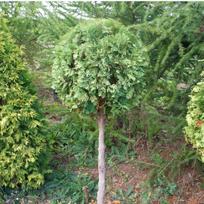 Tuja "Wareana Lutescens"