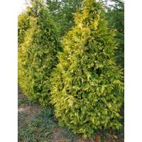 Tuja "Sunkist", 1.9m
