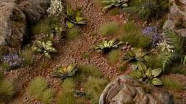 Gamers Grass : lazerinis Plants - Dumb Cane - Difenbachia