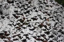 Tragopan Camo maskuojantis tinklas sniegas 3x3 m