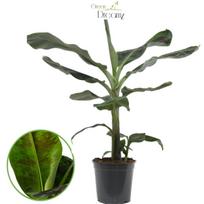 Vazoninis augalas bananmedis, Ø 19, 70 cm, lot. MUSA
