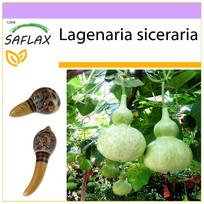 SAFLAX - Butelinis moliūgas - 15 sėklų - Lagenaria siceraria