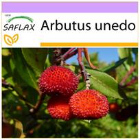 SAFLAX – Braškių medis – 50 sėklų – Arbutus unedo