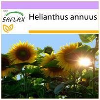 SAFLAX – Saulėgrąžų Titanas – 20 sėklų – Helianthus annuus