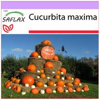 SAFLAX – Moliūgas – Atlantic Giant – 7 sėklos – Cucurbita maxima
