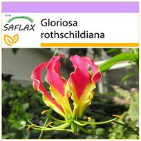 SAFLAX Afrikinė vijoklinė lelija – 15 sėklų – Gloriosa rothschildiana