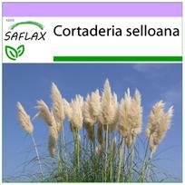 SAFLAX – Amerikos pampų žolė – 200 sėklų – Cortaderia selloana