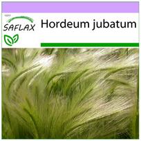 SAFLAX – Lapės uodega / Voverės uodega – 70 sėklų – Hordeum jubatum