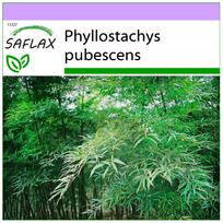 SAFLAX – Moso Bamboo – 20 sėklų – Phyllostachys pubescens