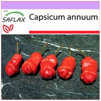 SAFLAX - Čili - Peter Peppers Penis Čili - 10 sėklų - Capsicum annuum