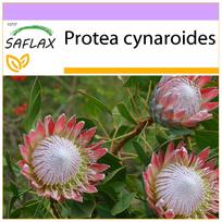 SAFLAX Giant King Protea – 5 sėklos – Protea cynaroides