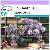 SAFLAX – Bonsai – Afrikinis visterijos medis – 15 sėklų – Bolusanthus speciosus