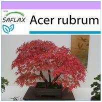 SAFLAX – Bonsai – Raudonasis klevas – 20 sėklų – Acer rubrum