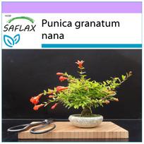 SAFLAX – Bonsai – Nykštukinis granatas – 50 sėklų – Punica granatum nana