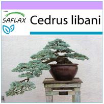 SAFLAX – Bonsai – Libano kedras – 20 sėklų – Cedrus libani