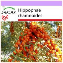 SAFLAX - Šaltalankis - 40 sėklų - Hippophae rhamnoides
