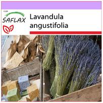 SAFLAX – Anglų levanda – 150 sėklų – Lavandula angustifolia