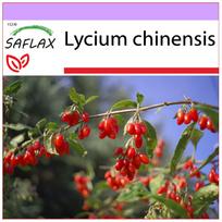 SAFLAX - Goji uogos - 200 sėklų - Lycium chinensis