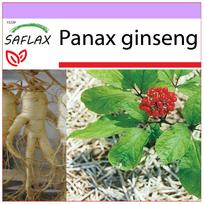 SAFLAX - Korėjos ženšenis - 10 sėklų - Panax ženšenis