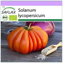 SAFLAX – Ekologiškas – Pomidoras – Jaučio širdis – 10 sėklų – Solanum lycopersicum