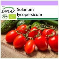 SAFLAX – Ekologiški – Pomidorai – Romai – 15 sėklų – Solanum lycopersicum