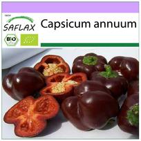 SAFLAX – Ekologiški – Saldžiosios pipirai – Saldusis Šokoladas – 10 sėklų – Capsicum annuum