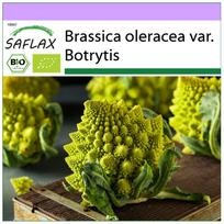 SAFLAX – Ekologiški – Žiediniai kopūstai – Romanesco – 50 sėklų – Brassica oleracea