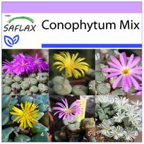SAFLAX - Žydintys akmenys / Conophytum Mix - 40 sėklų - Conophytum Mix