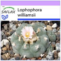 SAFLAX - Peyote - 20 sėklų - Lophophora williamsii