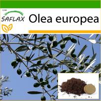 SAFLAX – paprastosios alyvuogės – 20 sėklų – Su vazoniniu substratu geresniam auginimui – Olea europea