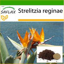 SAFLAX - Rojaus paukštis - 5 sėklos - Su vazoniniu substratu geresniam auginimui - Strelitzia reginae