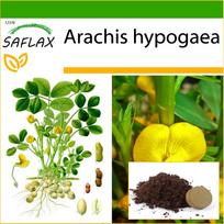SAFLAX - Žemės riešutų augalas - 8 sėklos - Su vazoniniu substratu geresniam auginimui - Arachis hypogaea