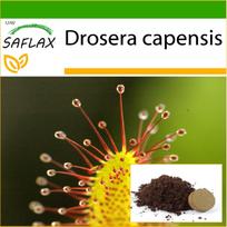 SAFLAX – Afrikos saulėgrąžos – 200 sėklų – Su vazoniniu substratu geresniam auginimui – Drosera capensis