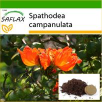 SAFLAX – Afrikos tulpių medis – 30 sėklų – Su vazoniniu substratu geresniam auginimui – Spathhodea campanulata
