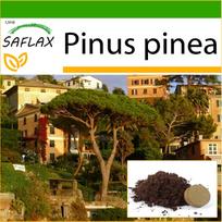 SAFLAX - Akmeninė pušis - 6 sėklos - Su vazoniniu substratu geresniam auginimui - Pinus pinea