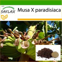 SAFLAX – Paprastasis bananas – 10 sėklų – Su vazoniniu substratu geresniam auginimui – Musa X paradisiaca
