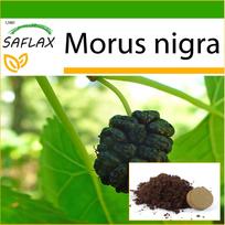 SAFLAX – Juodasis šilkmedis – 200 sėklų – Su vazoniniu substratu geresniam auginimui – Morus nigra