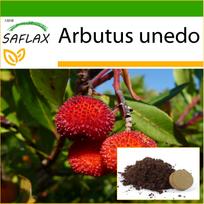 SAFLAX - Braškių medis - 50 sėklų - Su vazoniniu substratu geresniam auginimui - Arbutus unedo