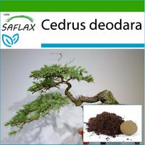 SAFLAX – Bonsai – Indijos kedras – 35 sėklos – Su vazoniniu substratu geresniam auginimui – Cedrus deodara