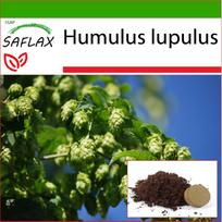 SAFLAX – Paprastasis apynis – 50 sėklų – Su vazoniniu substratu geresniam auginimui – Humulus lupulus
