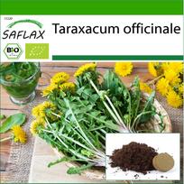 SAFLAX – Ekologiška – Kiaulpienė – 400 sėklų – Su vazono substratu geresniam auginimui – Taraxacum officinale
