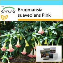 SAFLAX - Dovanų rinkinys - Angel's Trumpet Pink - 10 sėklų - Su dovanų dėžute, kortele, etikete ir vazono substratu - Brugmansia suaveolens Pink