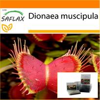 SAFLAX - Sodas maiše - Veneros musių gaudyklė - 10 sėklų - Su substratu tinkamame stovimame maišelyje - Dionaea muscipula