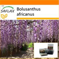 SAFLAX - Sodas maiše - Afrikinis visterijos medis - 15 sėklų - Su substratu tinkamame stovimame maišelyje - Bolusanthus africanus