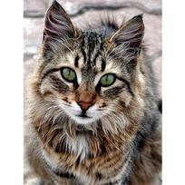 Deimantiniai paveikslai Cat Deimantinis siuvinėjimas Animacinis deimantinis siuvinėjimas kryželiu 20X30CM